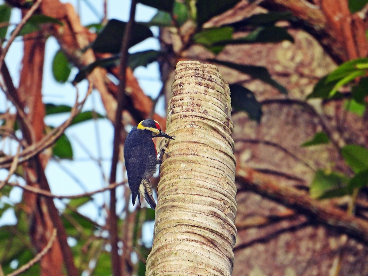 Yellow-tufted Woodpecker - ML619902322
