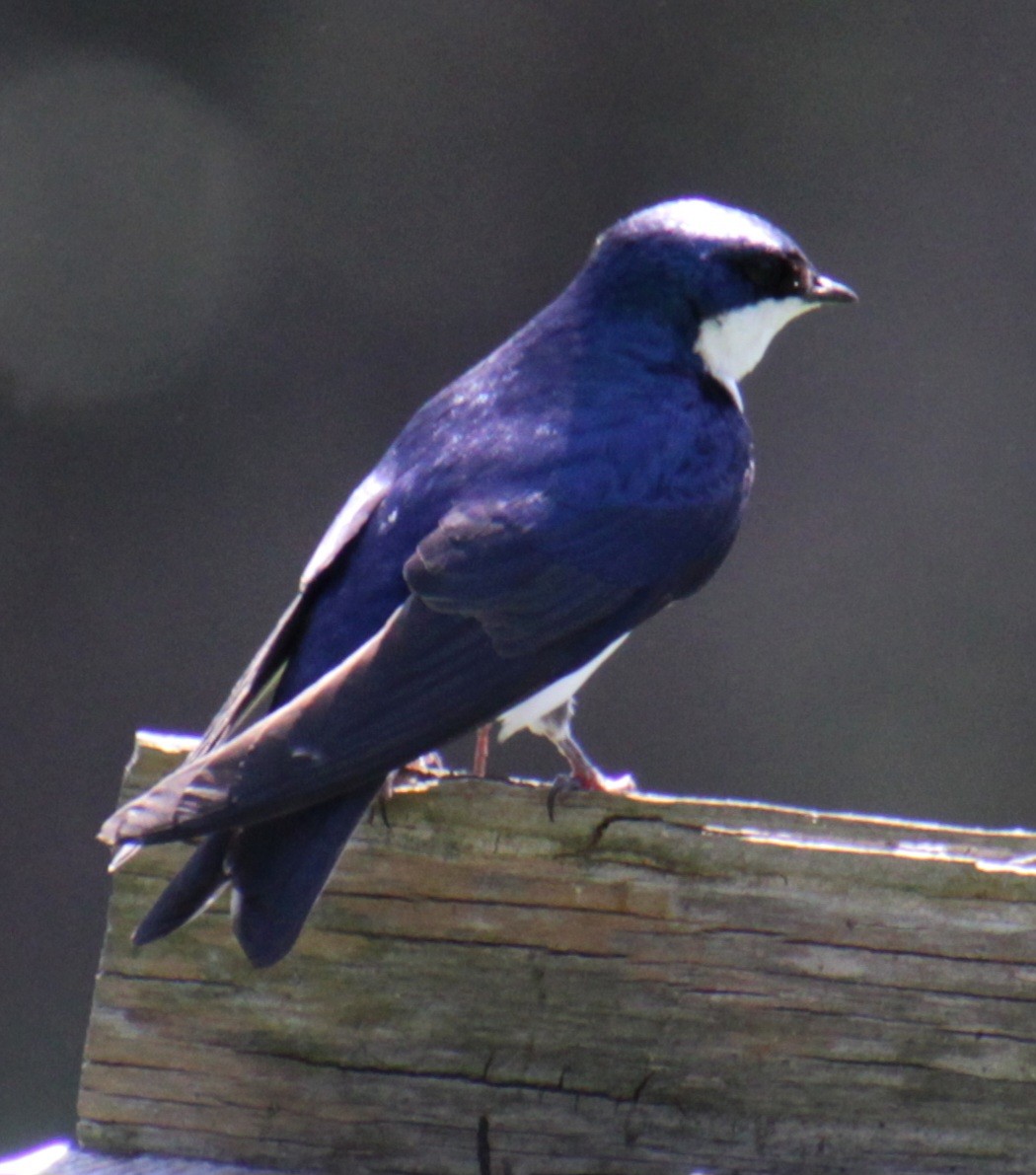 Tree Swallow - ML619902324