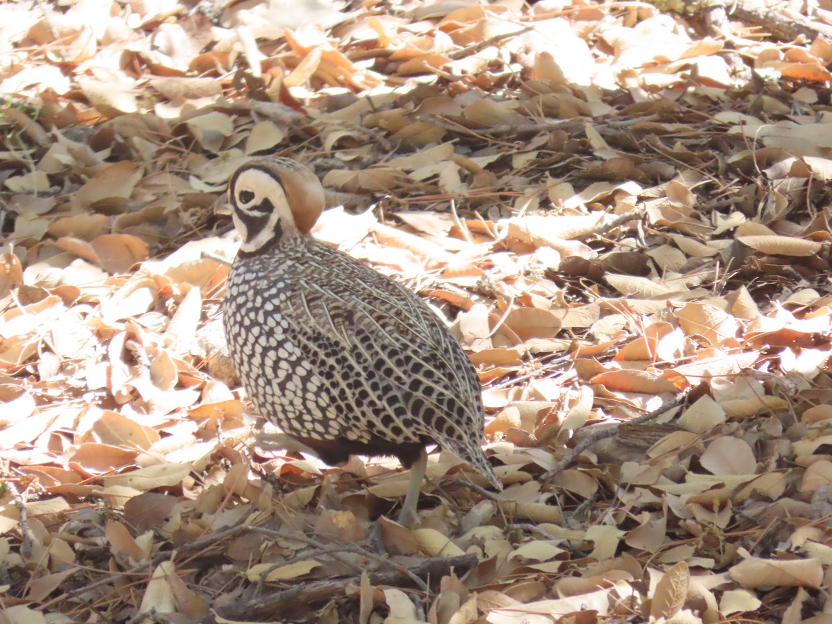 Montezuma Quail - ML619902326