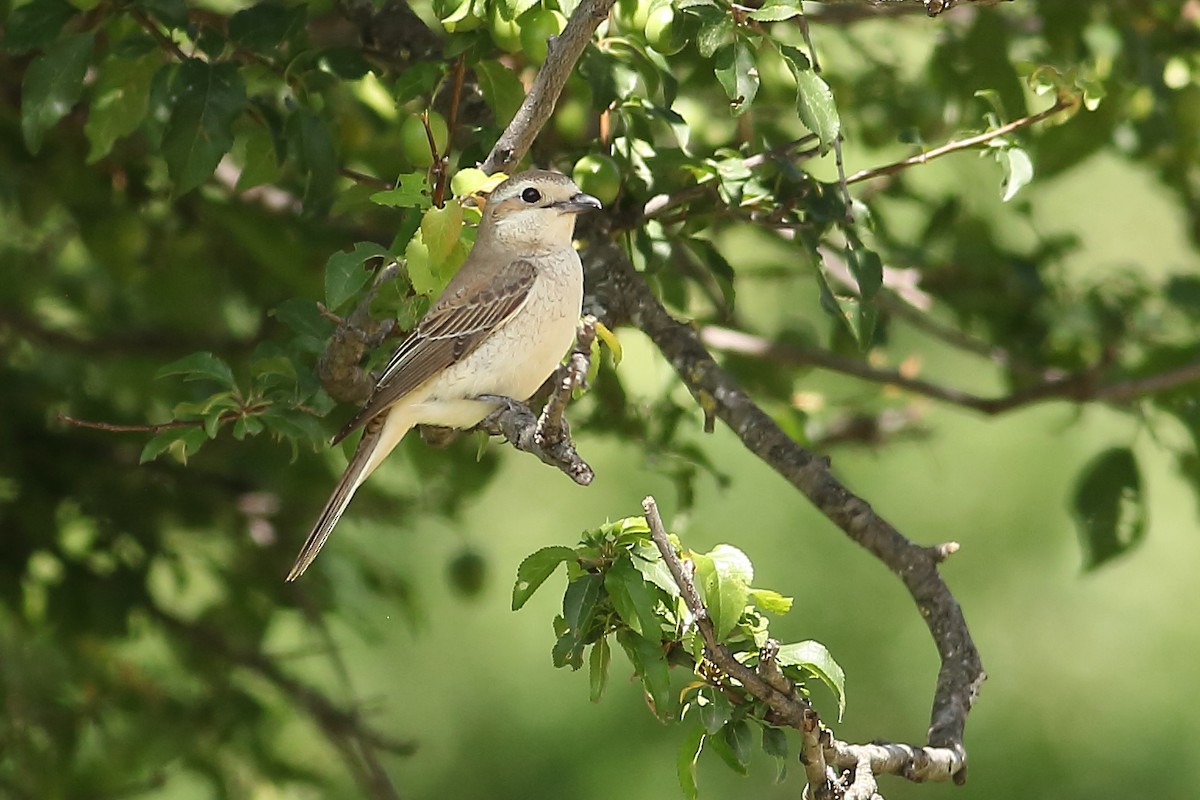 Red-backed Shrike - ML619902328