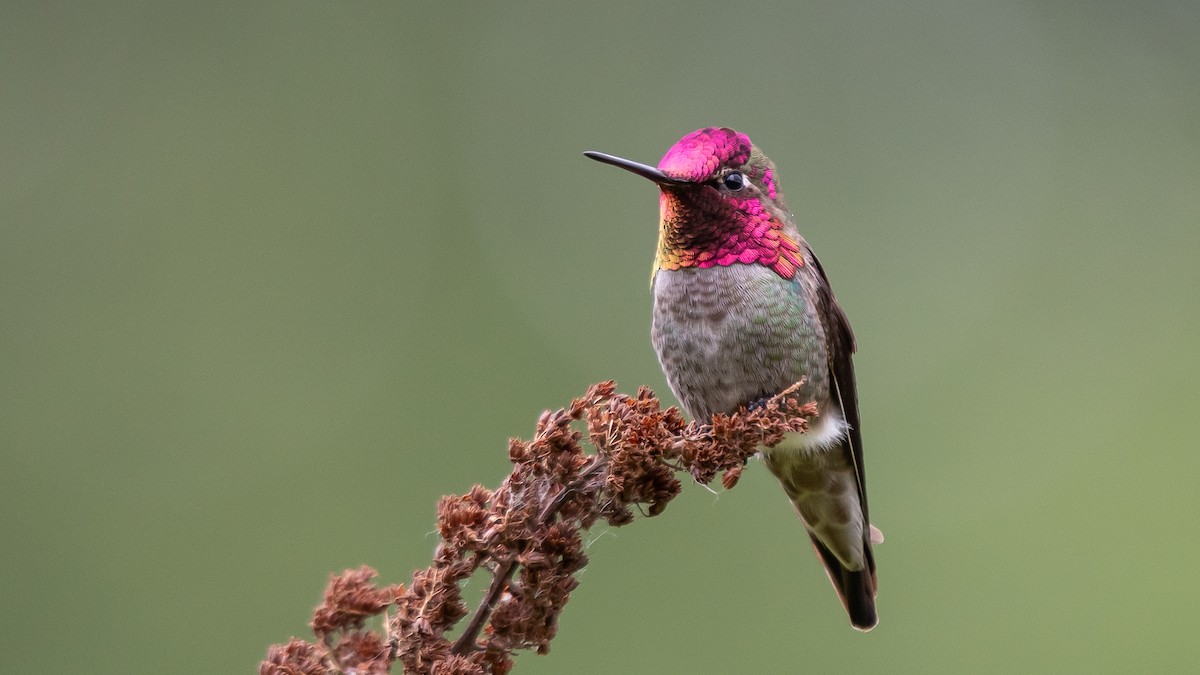 Anna's Hummingbird - ML619902337