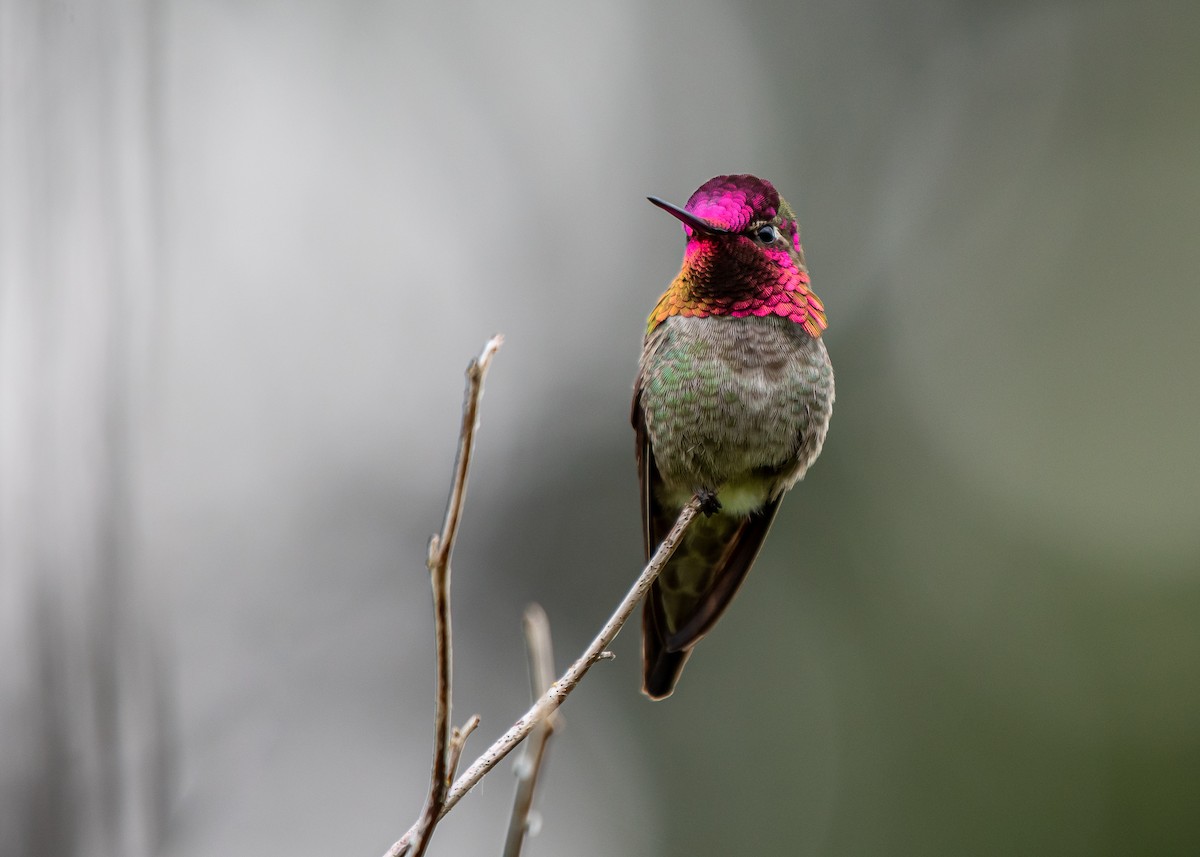 Anna's Hummingbird - ML619902338