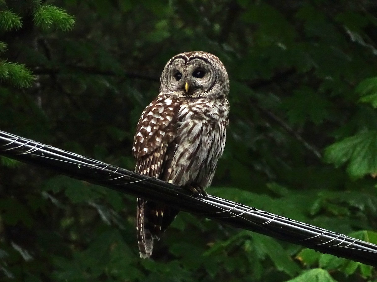 Barred Owl - ML619902339