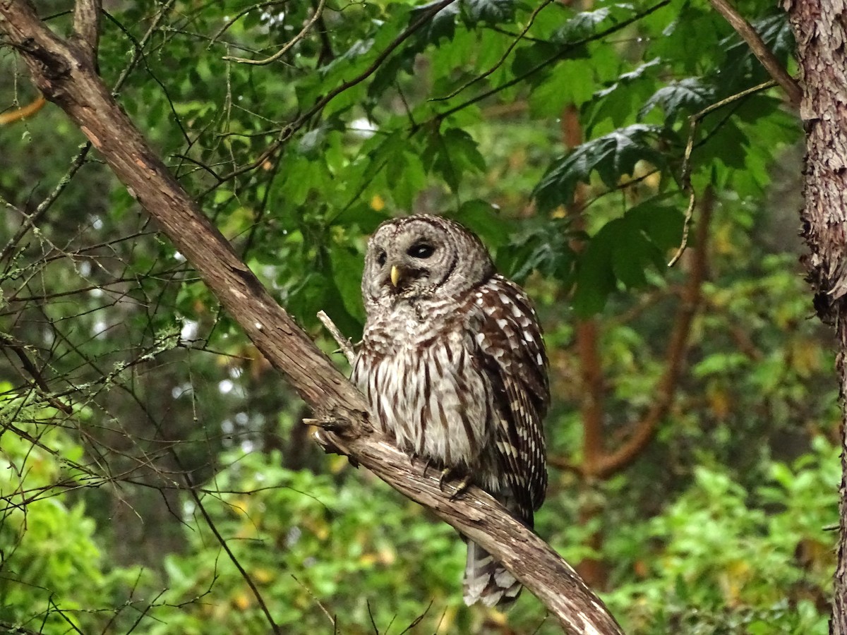 Barred Owl - ML619902341