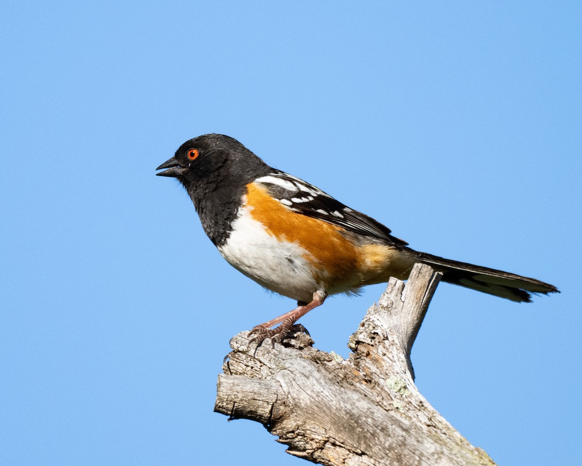 Spotted Towhee - ML619902358