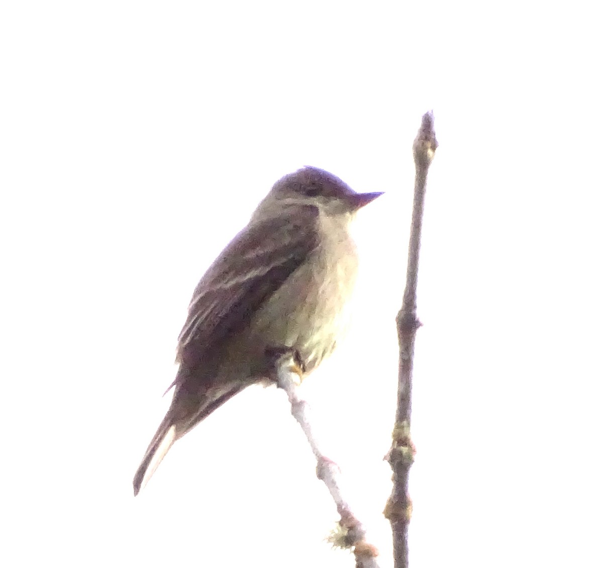 Western Wood-Pewee - ML619902359