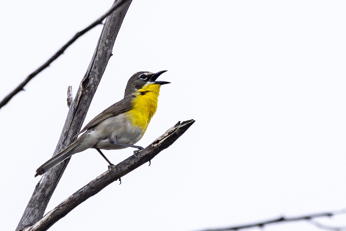 Yellow-breasted Chat - Jef Blake