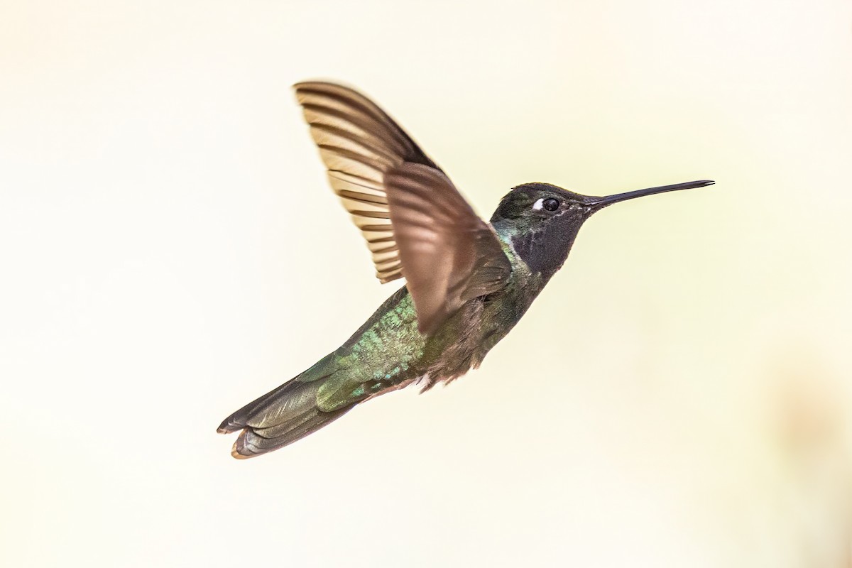 Rivoli's Hummingbird - ML619902370