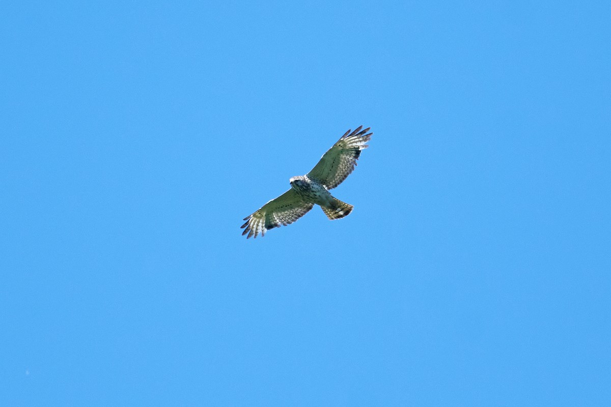 Broad-winged Hawk - ML619902374