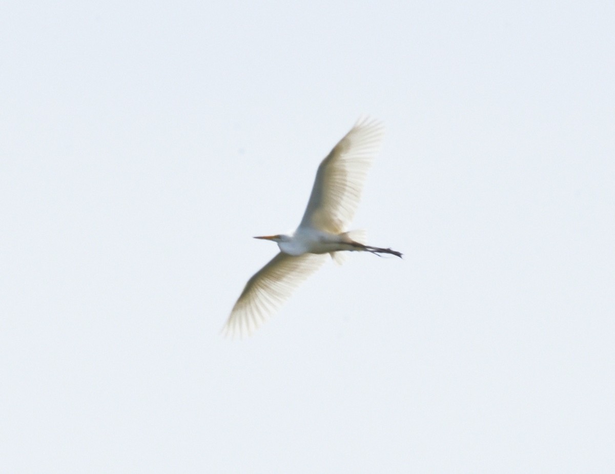 Great Egret - ML619902382