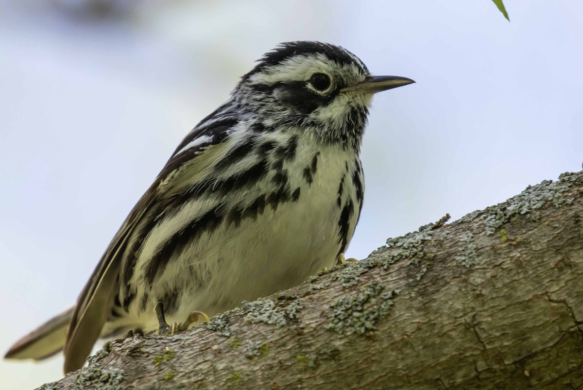 Black-and-white Warbler - ML619902385