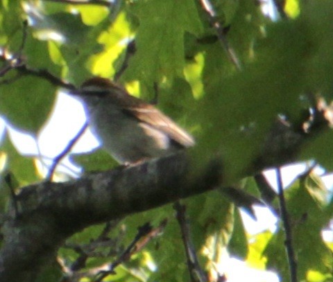 Chipping Sparrow - ML619902386