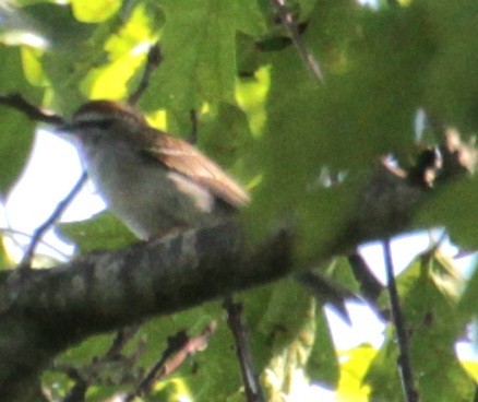 Chipping Sparrow - ML619902387