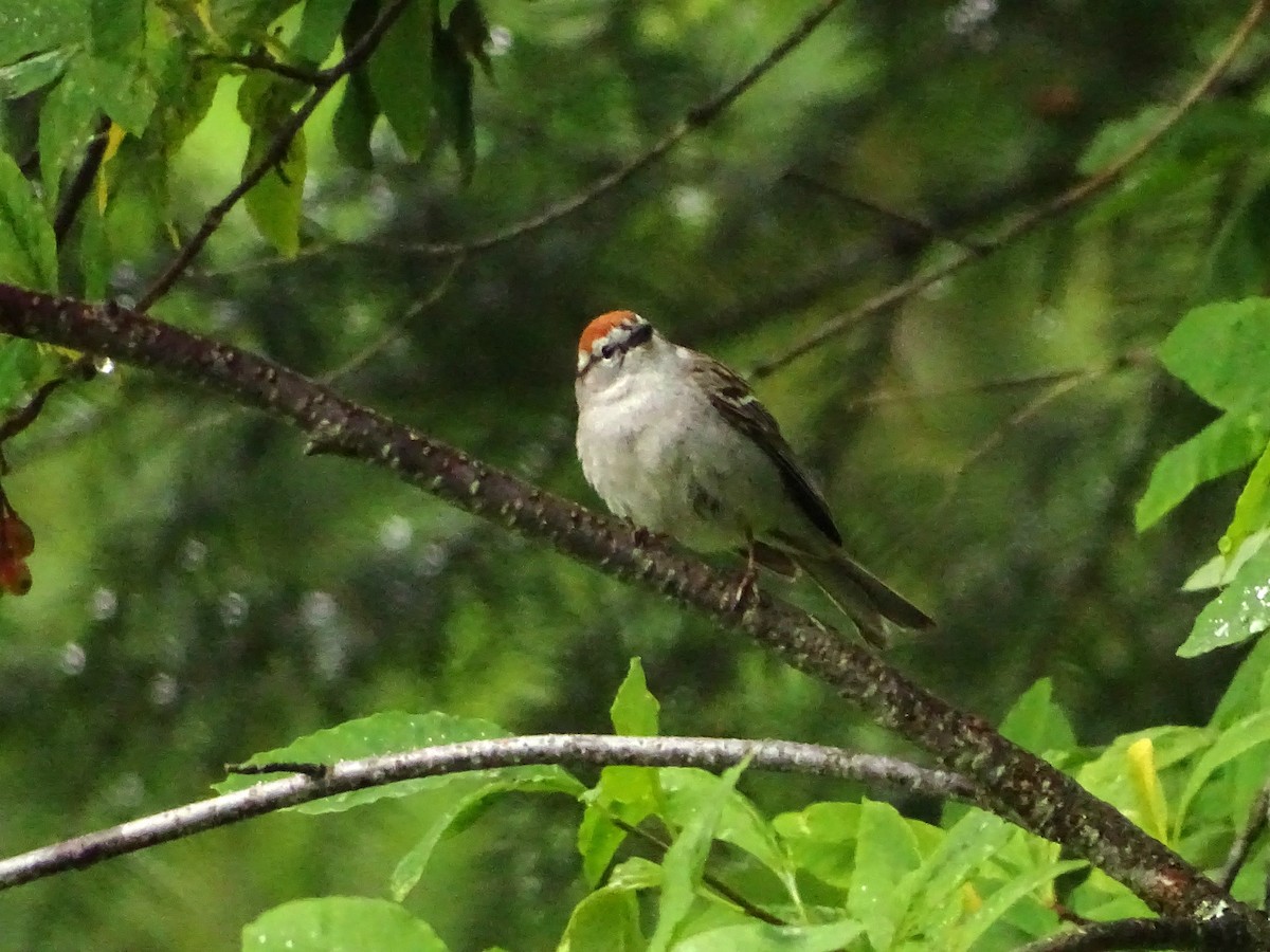 Chipping Sparrow - ML619902388