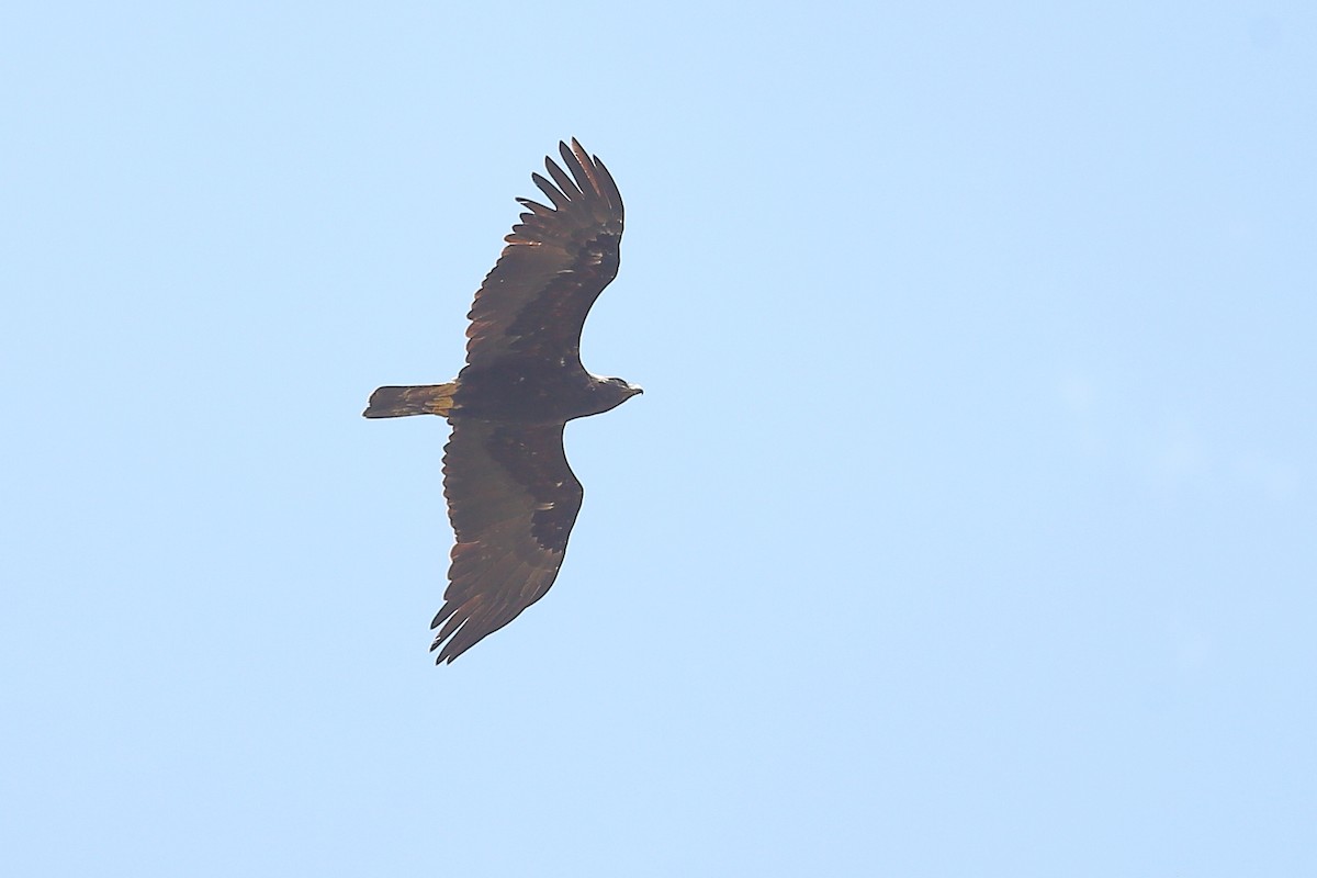 Águila Imperial Oriental - ML619902395