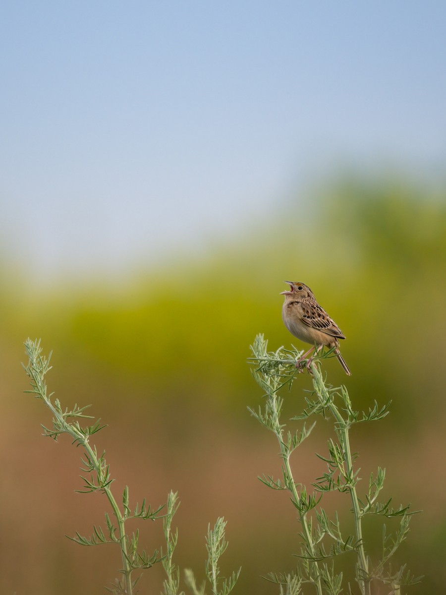 Grasshopper Sparrow - ML619902400