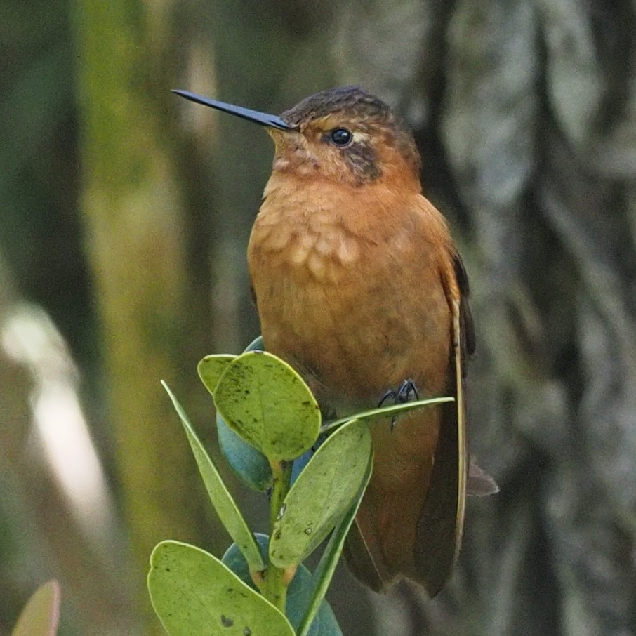 kolibřík duhovohřbetý - ML619902402