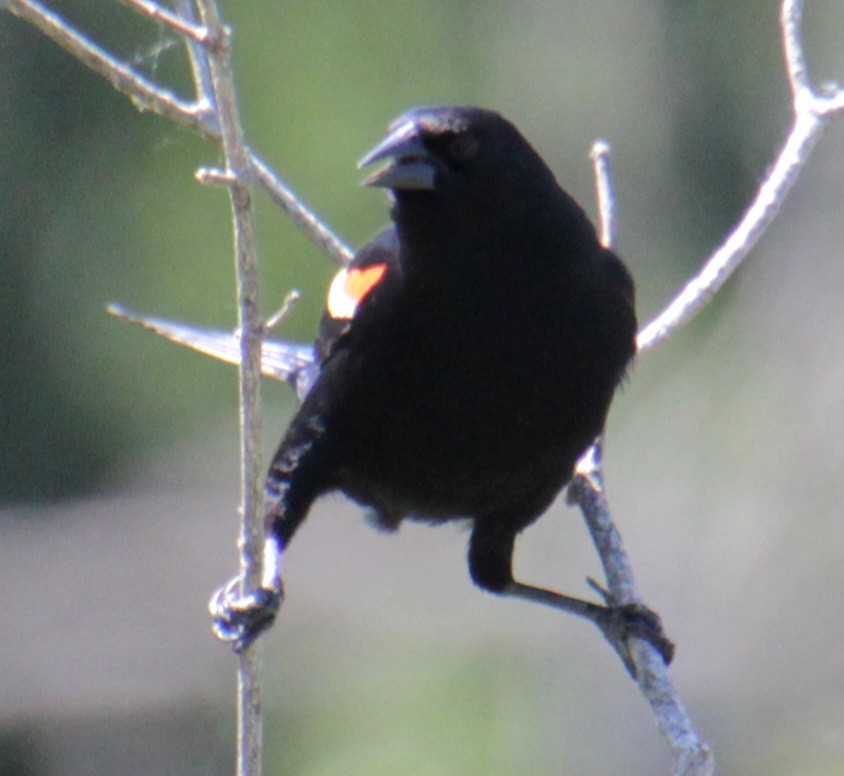 Red-winged Blackbird (Red-winged) - ML619902406