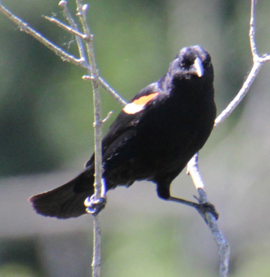 Red-winged Blackbird (Red-winged) - ML619902407