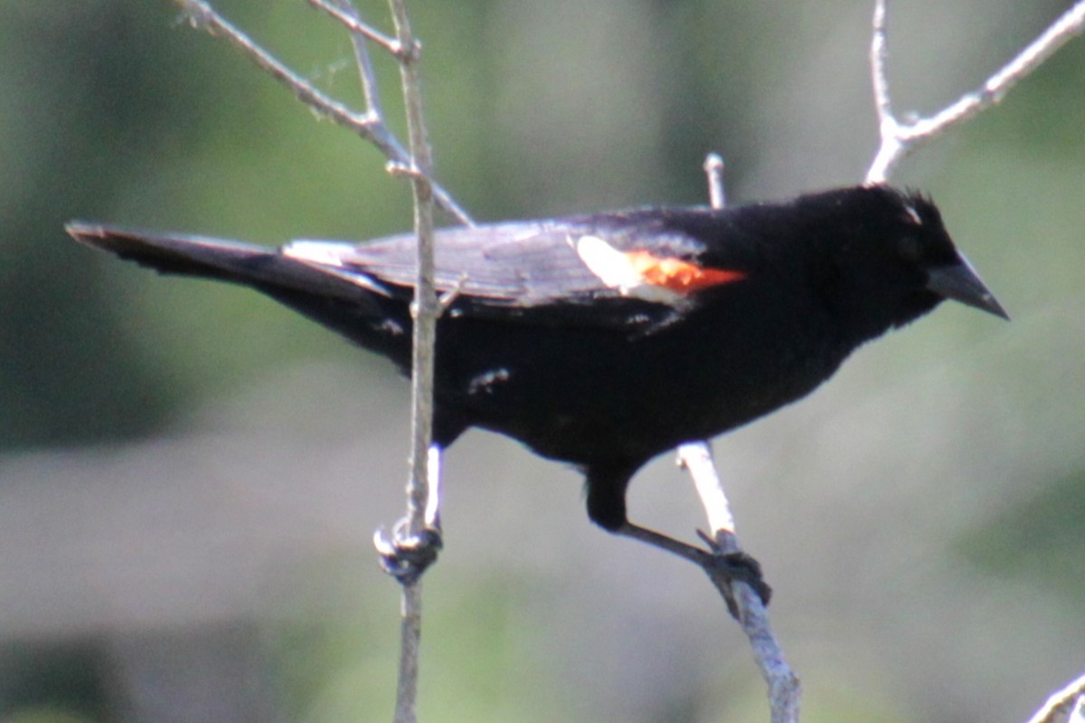 Red-winged Blackbird (Red-winged) - ML619902408