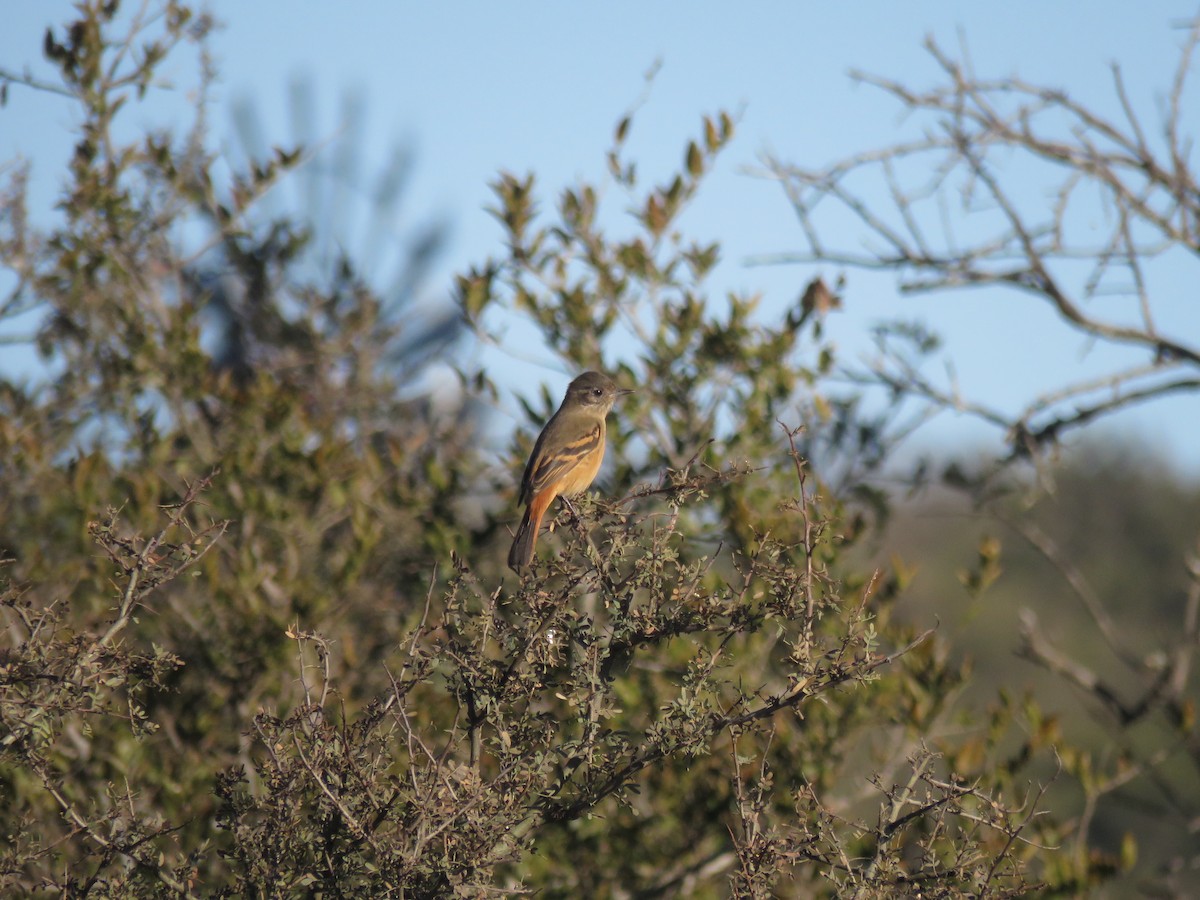 White-winged Black-Tyrant - ML619902409