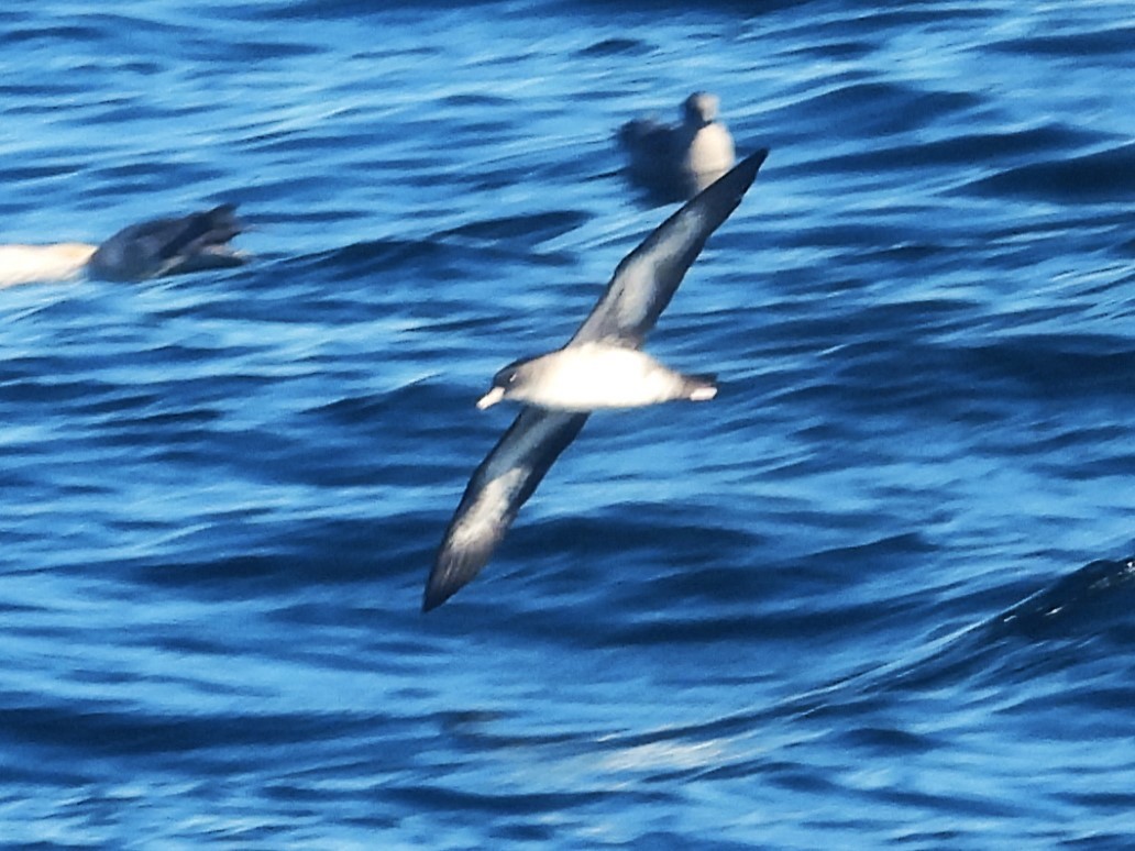 Pink-footed Shearwater - ML619902412