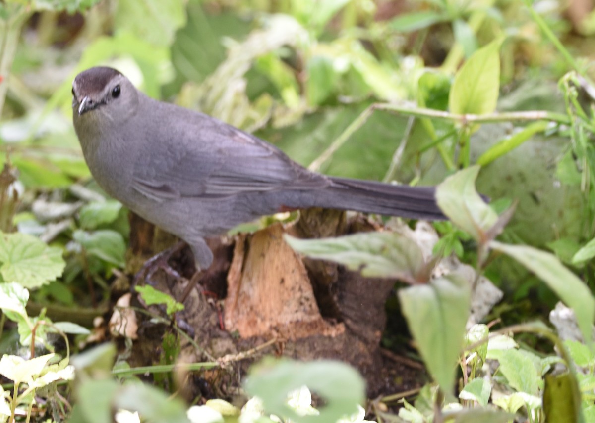 Gray Catbird - ML619902413