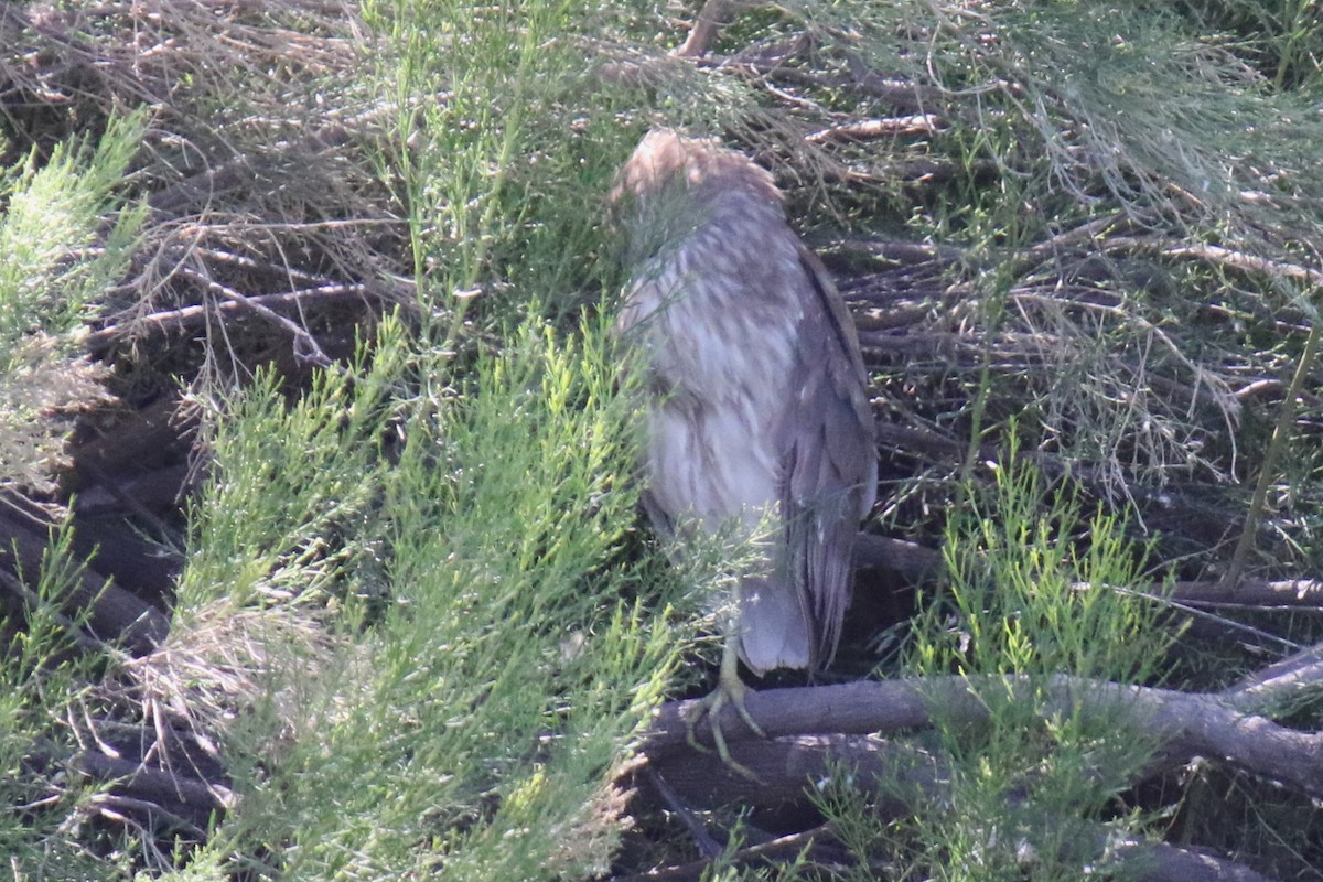 Black-crowned Night Heron - ML619902416