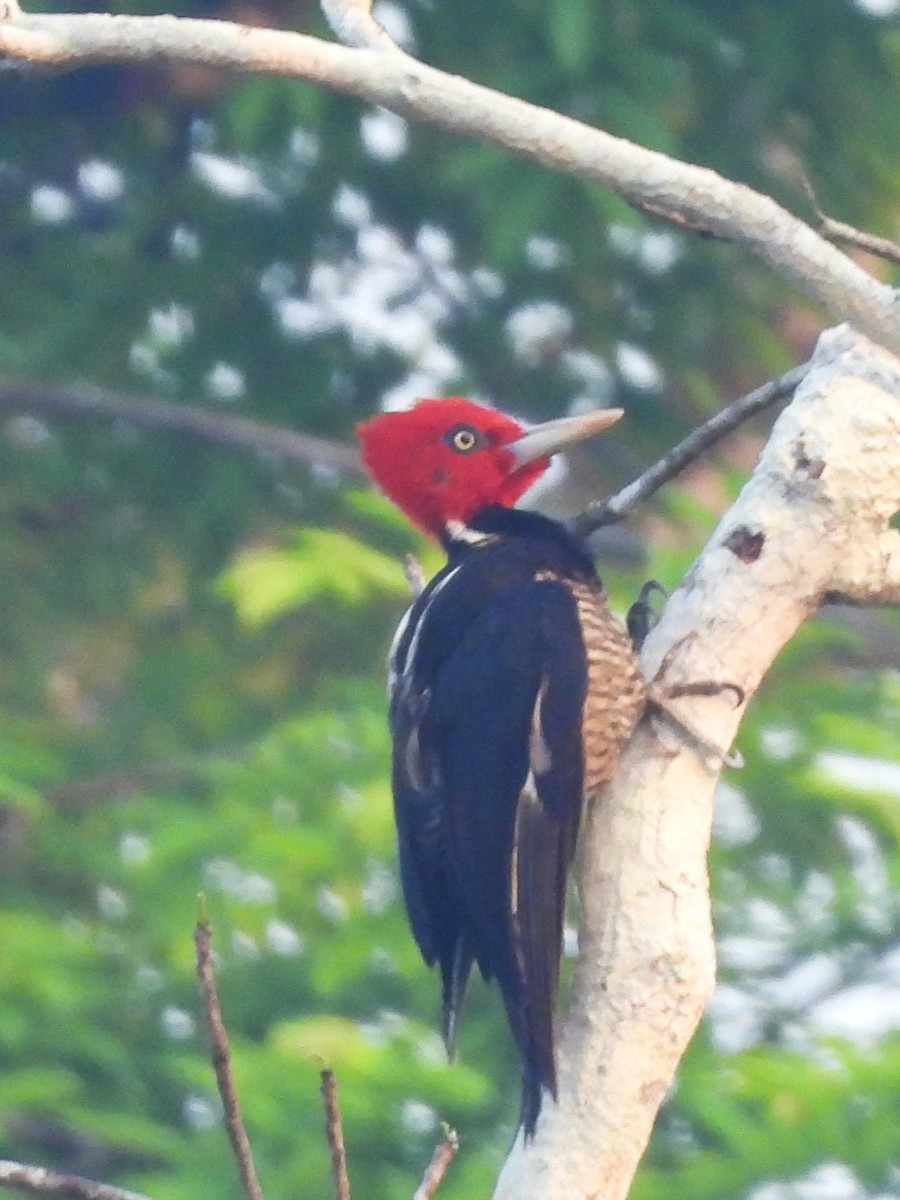 Pale-billed Woodpecker - ML619902417