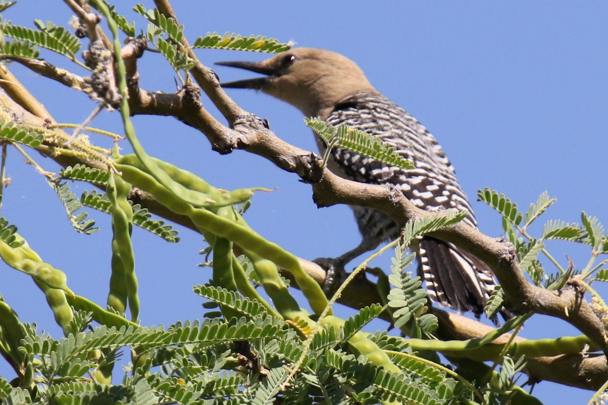 Gila Woodpecker - ML619902434