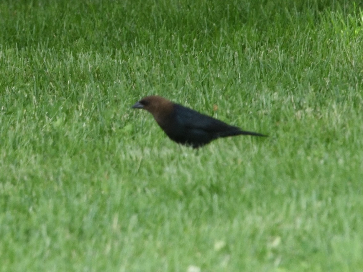 Brown-headed Cowbird - ML619902444