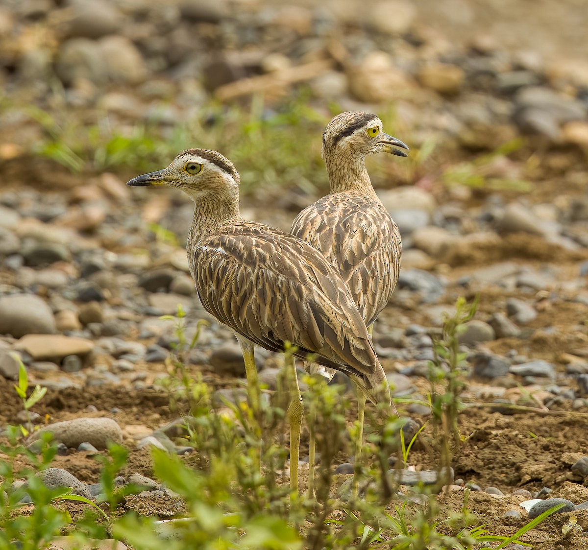 Double-striped Thick-knee - ML619902445