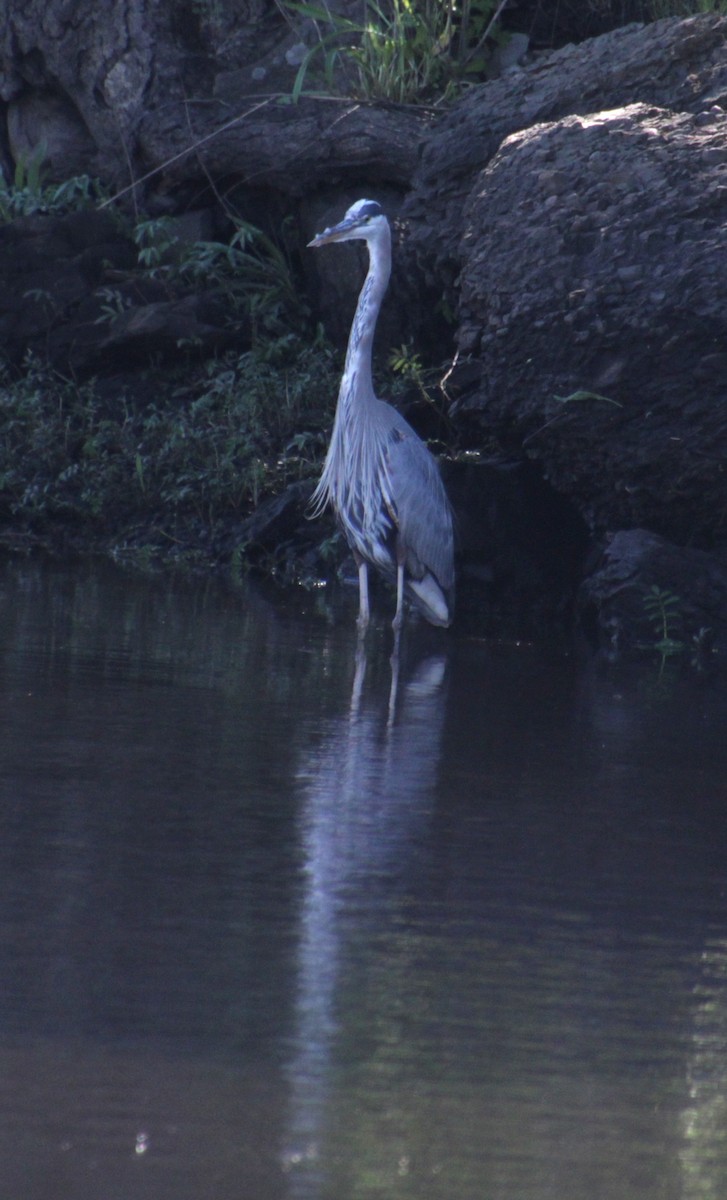 Garza Azulada (grupo herodias) - ML619902457