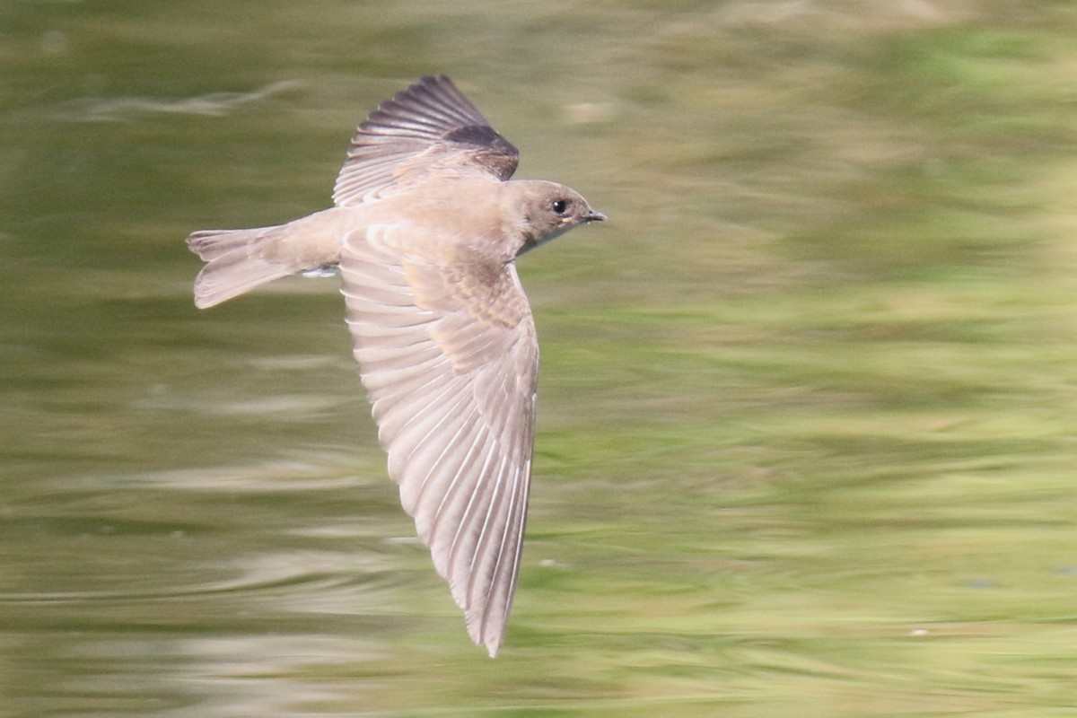 Northern Rough-winged Swallow - ML619902458