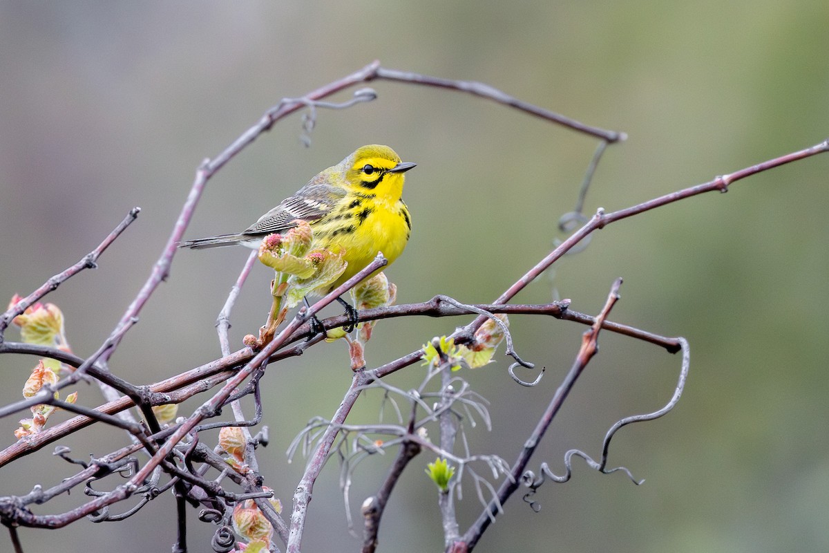 Prairie Warbler - ML619902459