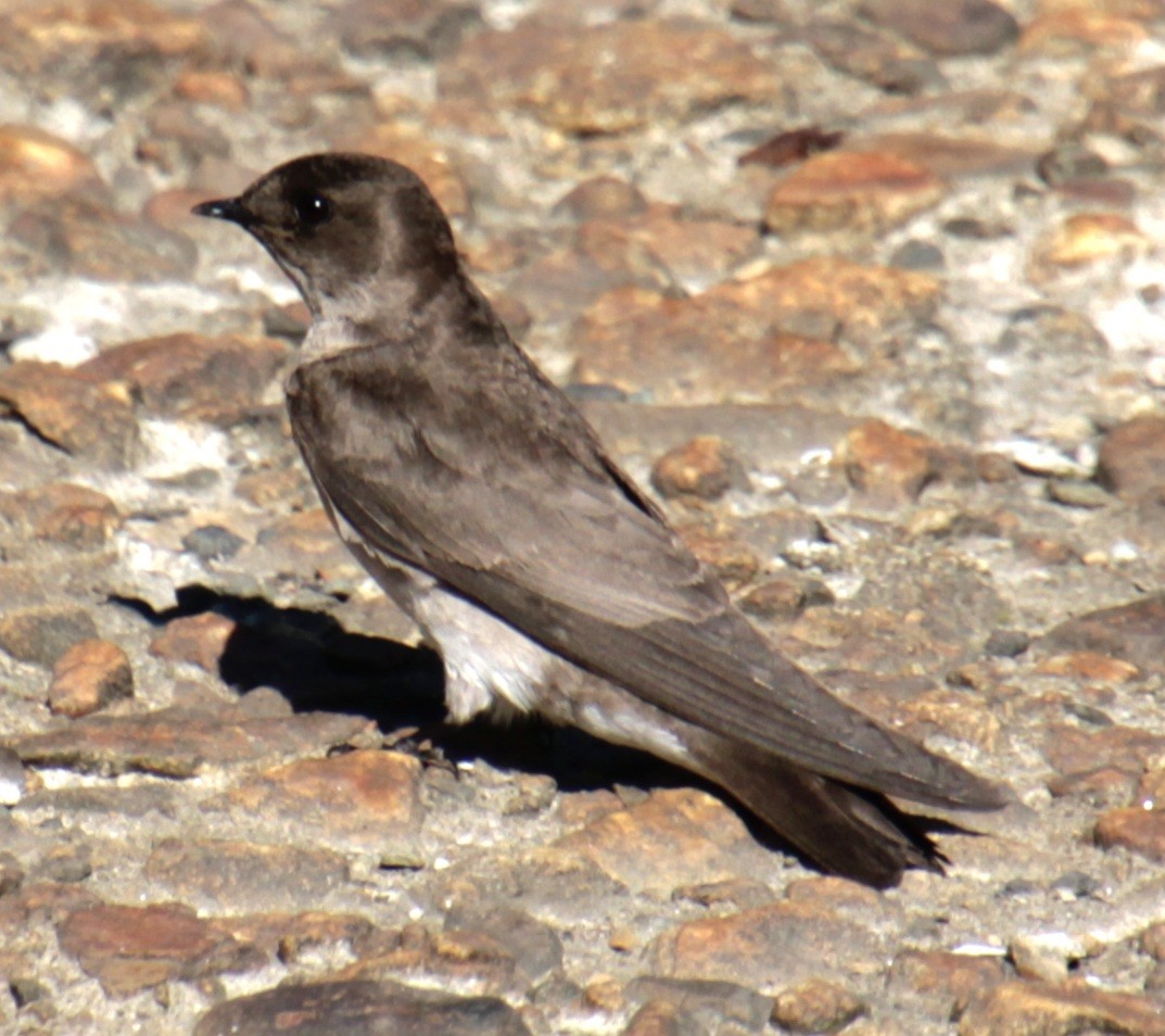 Northern Rough-winged Swallow - ML619902465