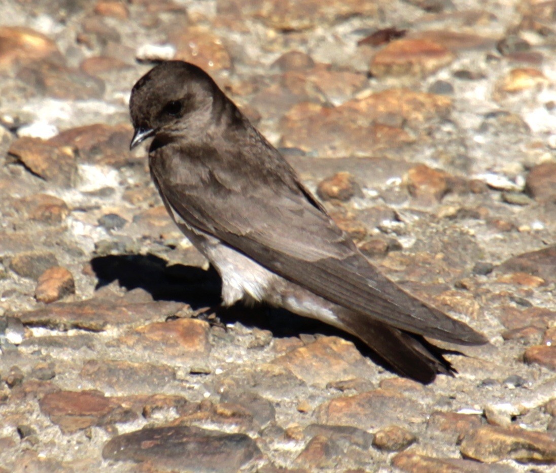 Northern Rough-winged Swallow - ML619902466