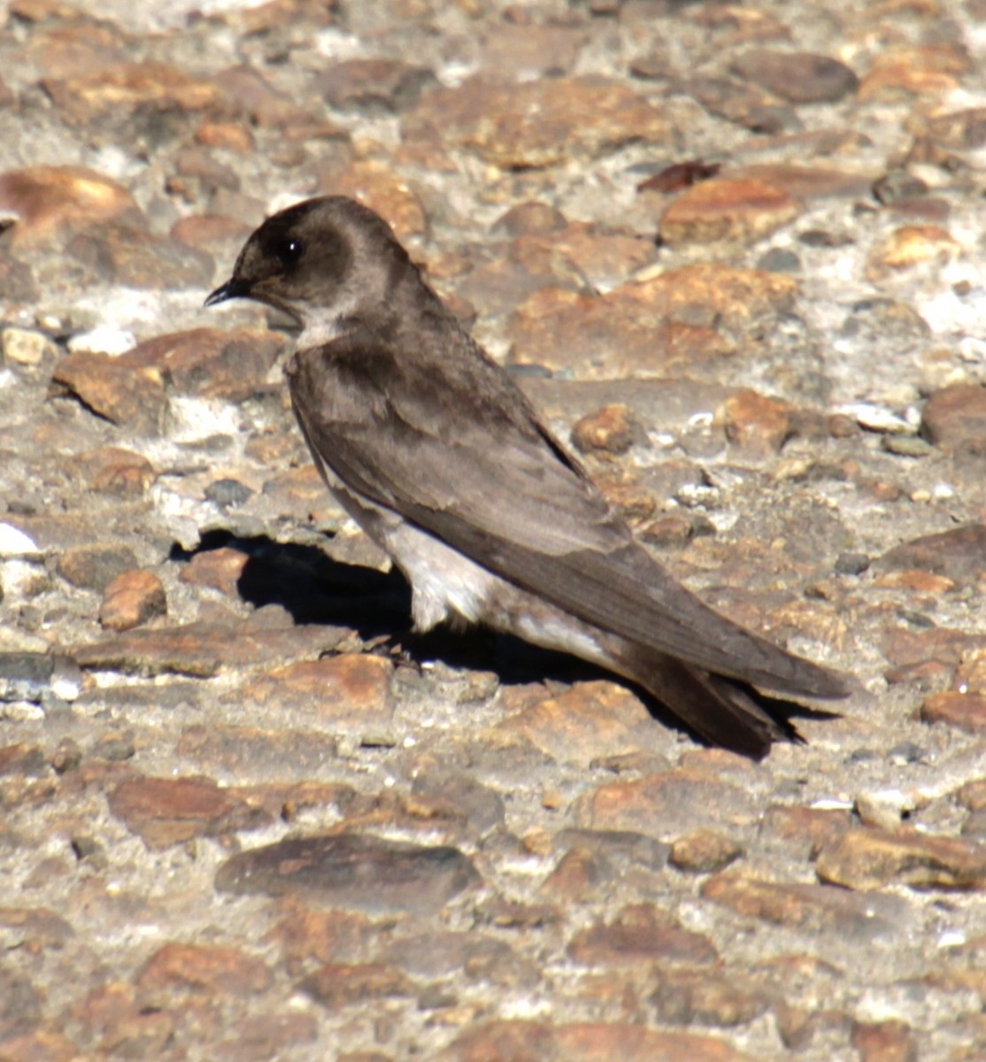 Northern Rough-winged Swallow - ML619902467