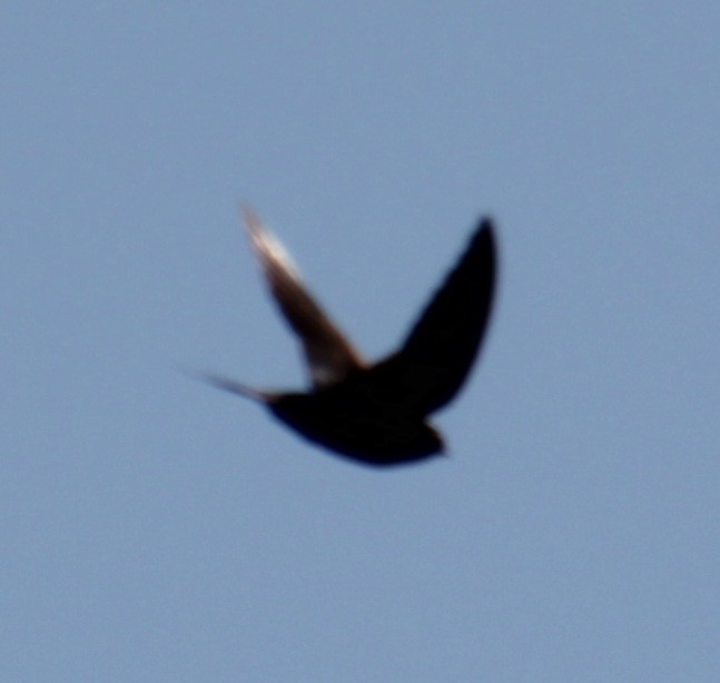 Barn Swallow (American) - ML619902470