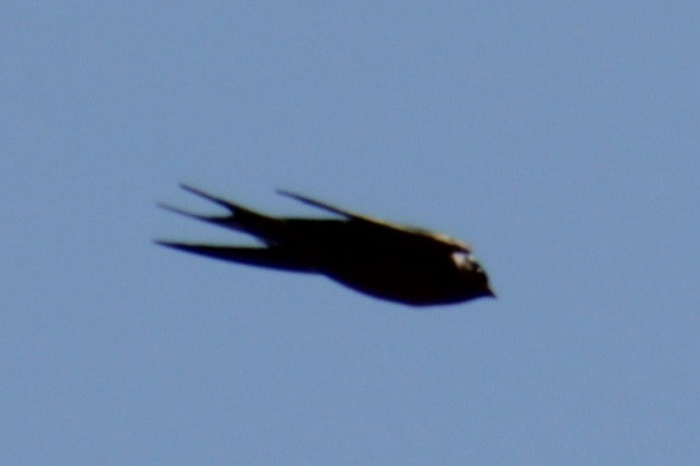 Barn Swallow (American) - ML619902471