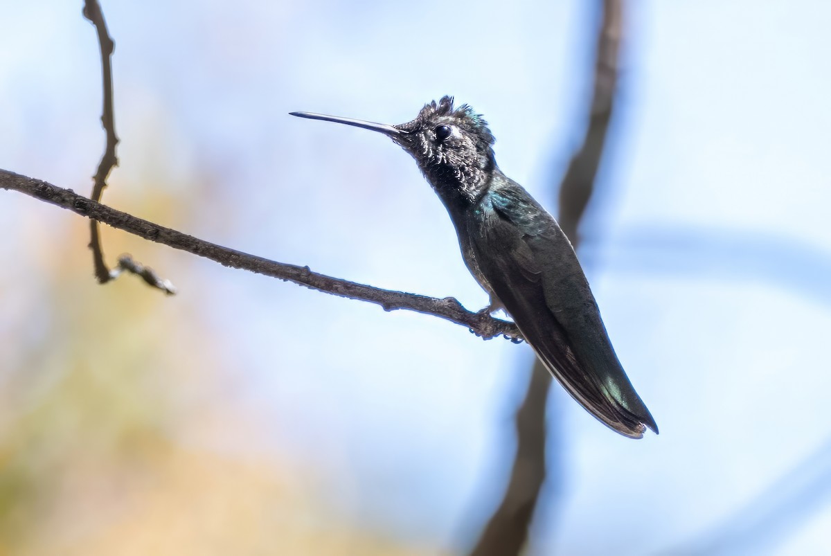 Colibrí Magnífico - ML619902480