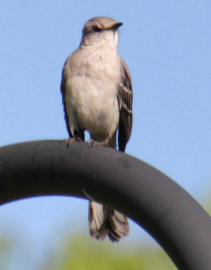 Northern Mockingbird - ML619902484