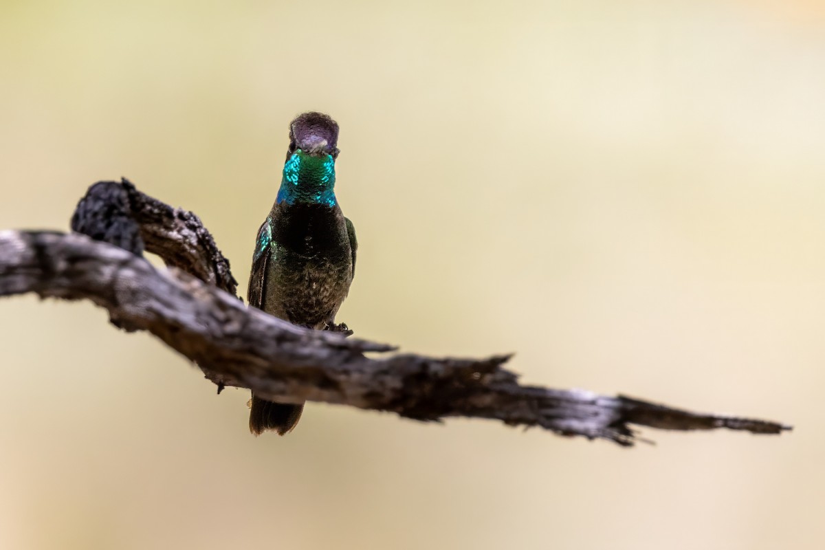 Rivoli's Hummingbird - ML619902487