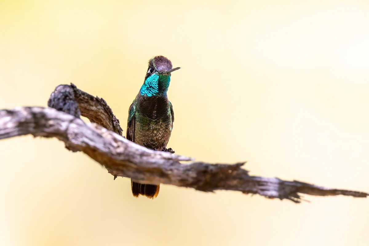 kolibřík skvostný - ML619902489