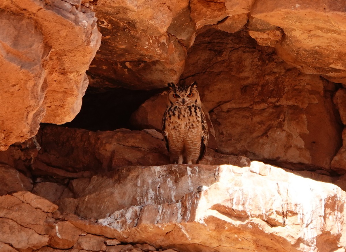 Pharaoh Eagle-Owl - ML619902490