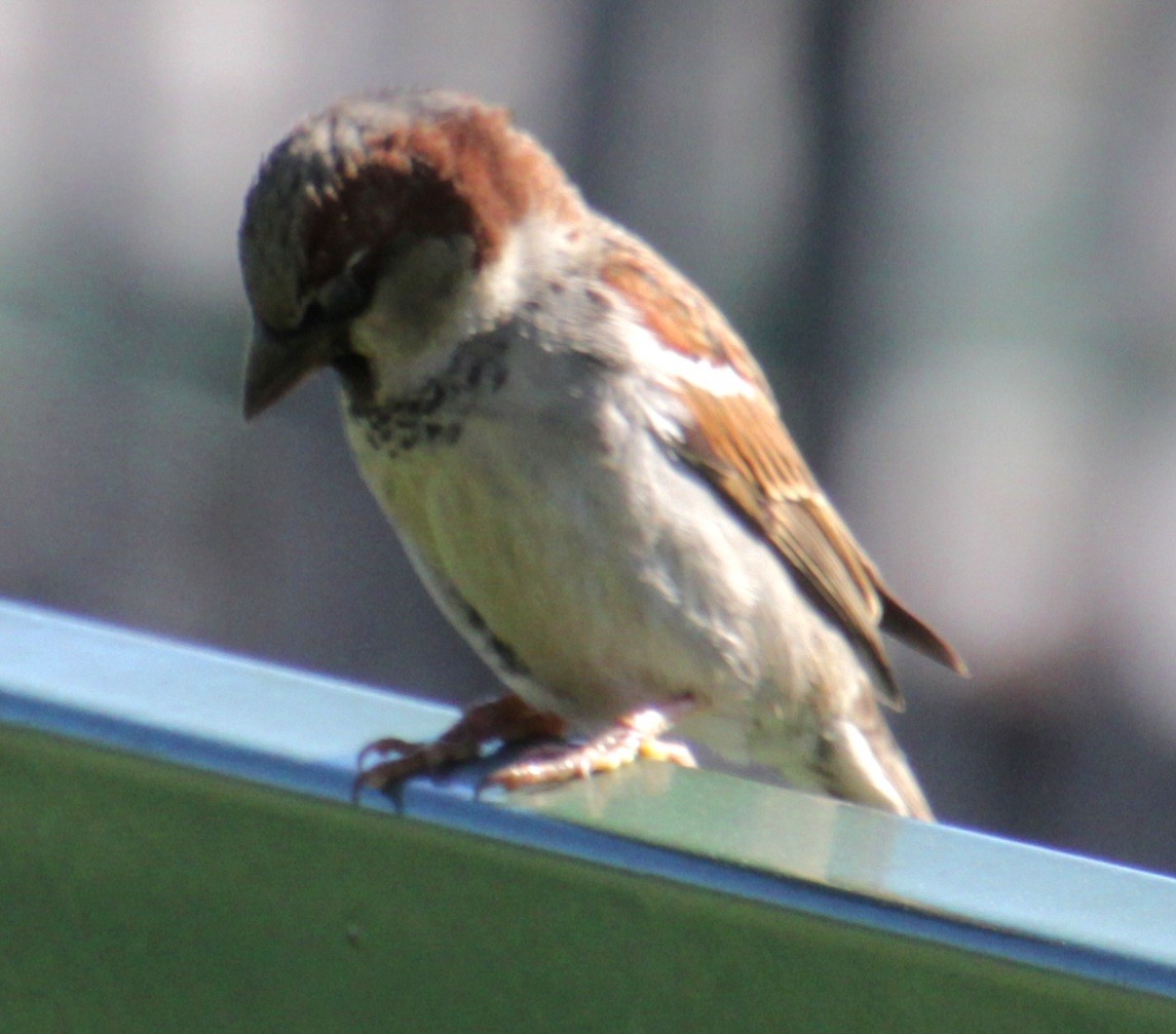 House Sparrow - ML619902495