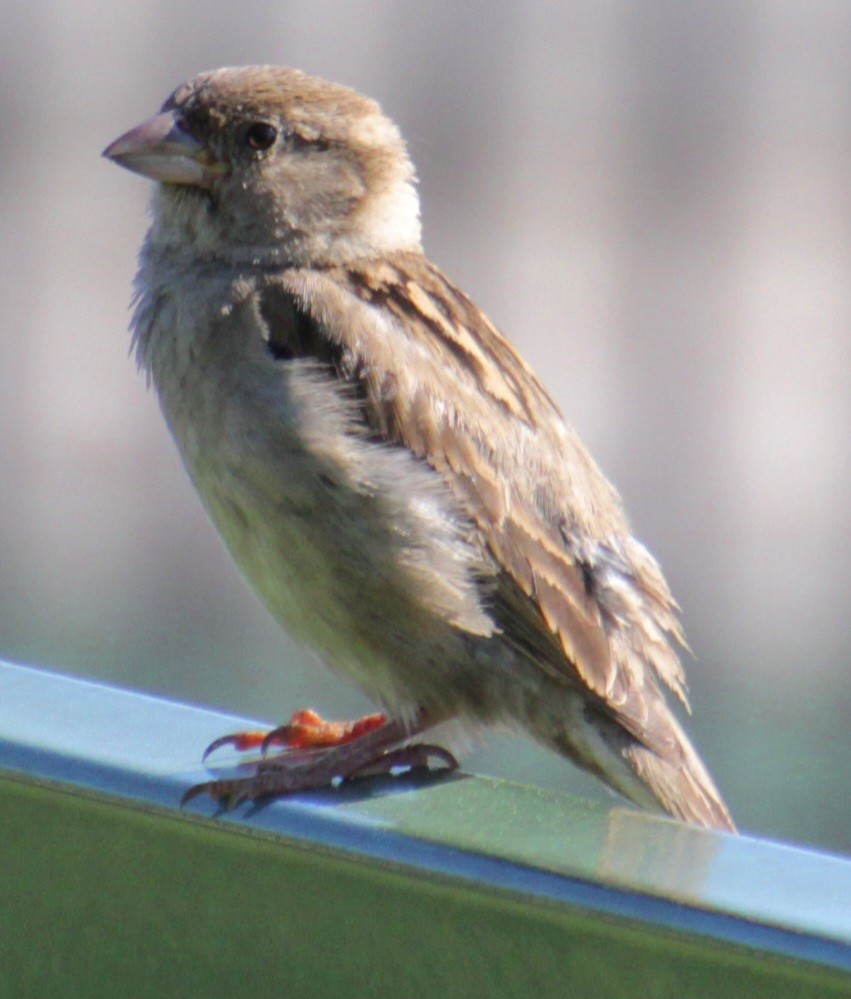 House Sparrow - ML619902496