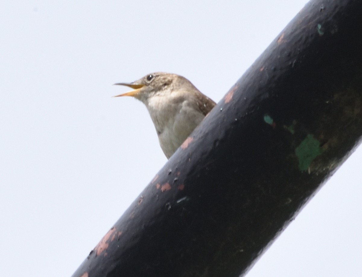 House Wren - ML619902510