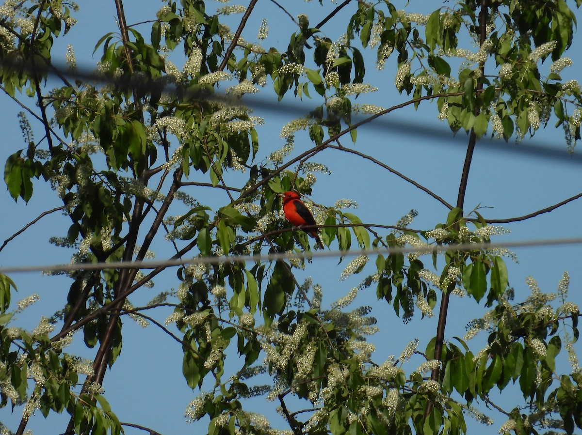 Scarlet Tanager - ML619902511