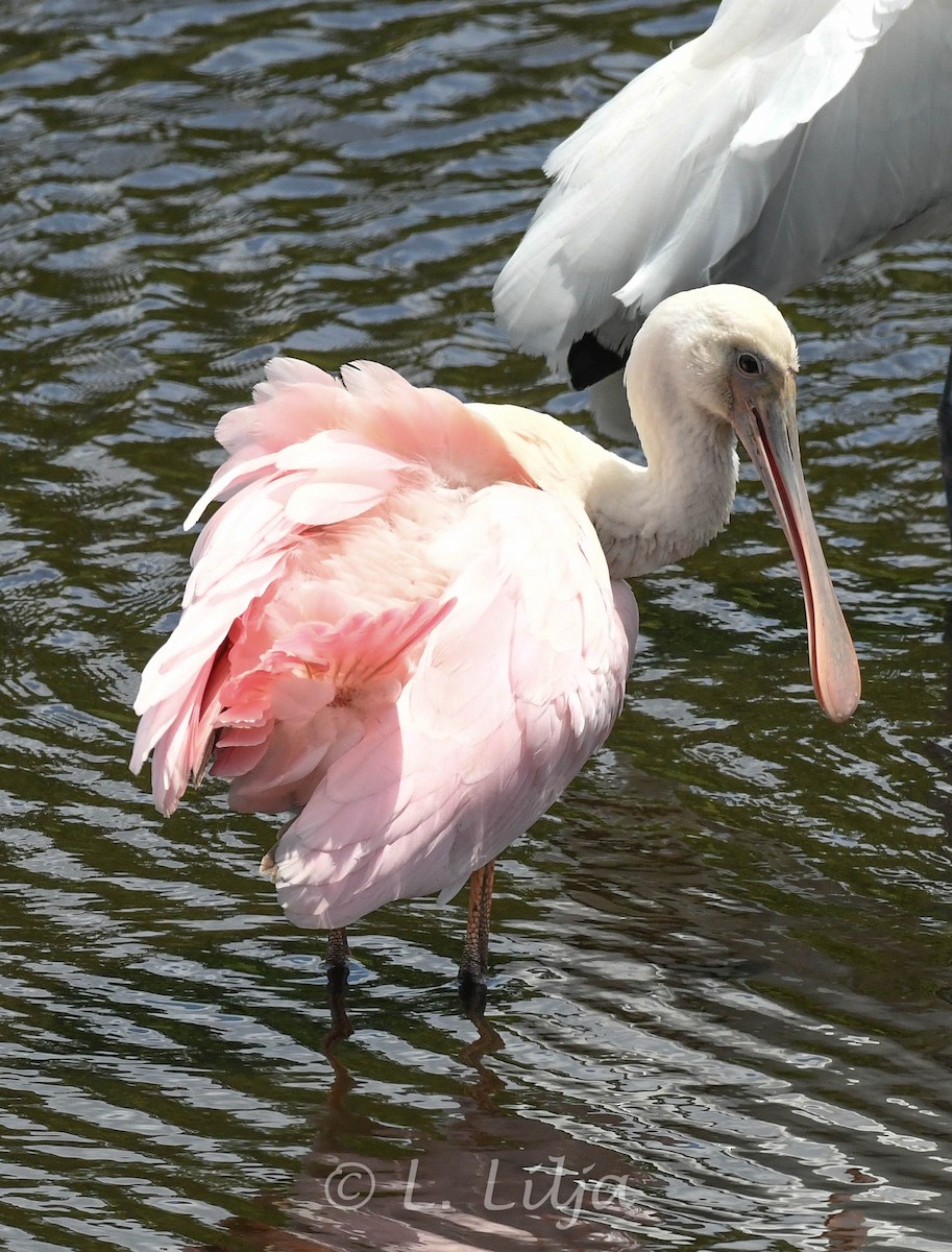 Roseate Spoonbill - ML619902521